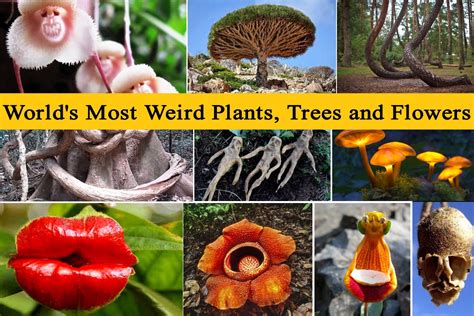 World's Most Weird Plants, Trees and Flowers | Plants Information