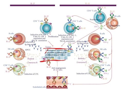 Differences in the molecular mechanisms to induce antitumor effects... | Download Scientific Diagram