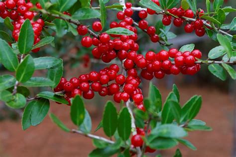 Yaupon Holly Ilex Vomitoria - Free photo on Pixabay - Pixabay