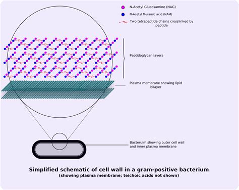 5 Gram Positive Bacteria Examples :Detailed Explanations – Lambda Geeks
