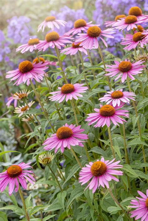 Perennial Flower Gardens