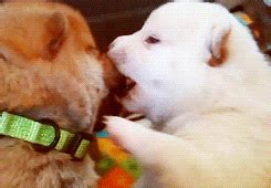 10 Dog Kissing Gifs That Tell You Everything You Need To Know About Smooching - BarkPost