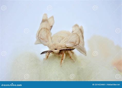 Adult silk moth on cocoons stock photo. Image of industry - 231423460