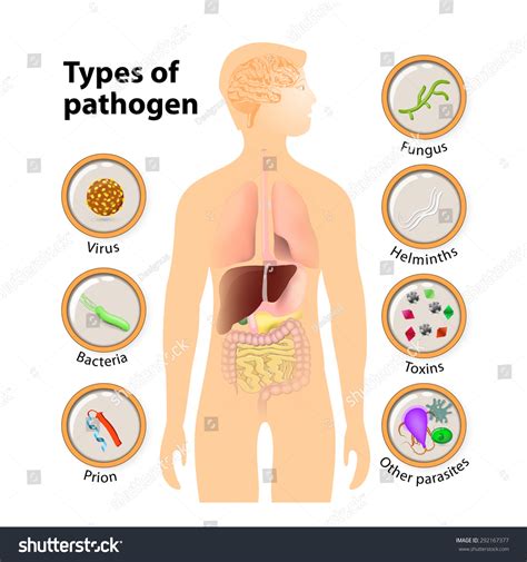 Pathogen: Virus, Bacteria, Prion, Fungus, Helminths, Toxins And Other Parasite. Types Of ...