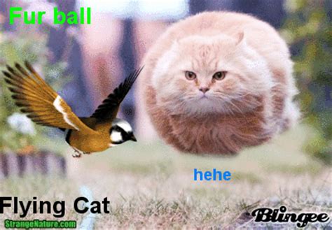 Flying cat Picture #129658259 | Blingee.com