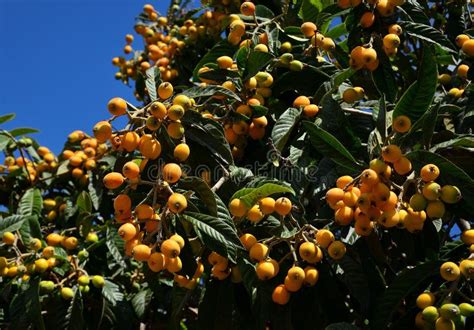 Medlar Tree with Numerous Fruits Stock Image - Image of fruit, loquat ...