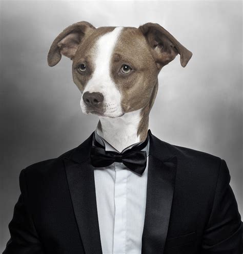 American Pitbull Terrier Dog in Tuxedo Surreal Digital Art by Barroa ...