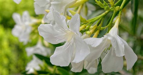 9 of the Best Oleander Varieties | Gardener’s Path