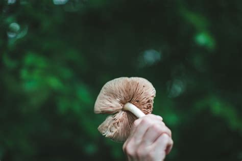 Mushroom Foraging in Southern California Takes a Special Optimism - LAmag