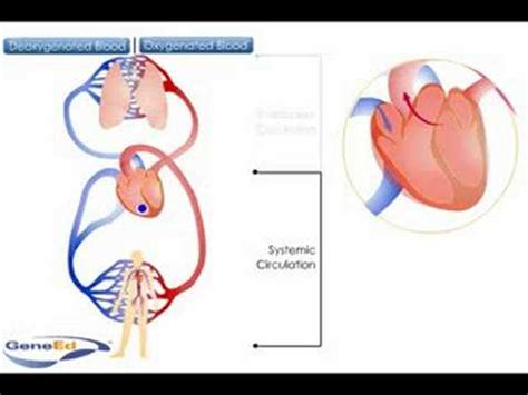 Systemic and Pulmonary Circulation - YouTube