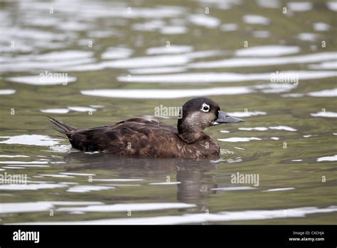 Common scoter, Melanitta nigra, single female on water, captive bird, September 2012 Stock Photo ...