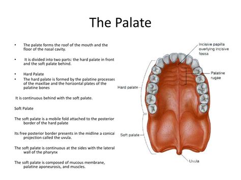 Parts Of Hard Palate