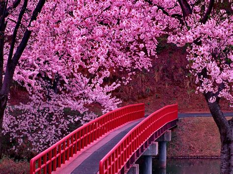 Cherry Blossom Tree Wallpapers - Top Free Cherry Blossom Tree Backgrounds - WallpaperAccess