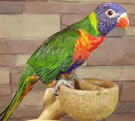 Blue Mountain Lory $575. Rainbow lories make excellent pets and are a bit clownish. The Rainbow ...