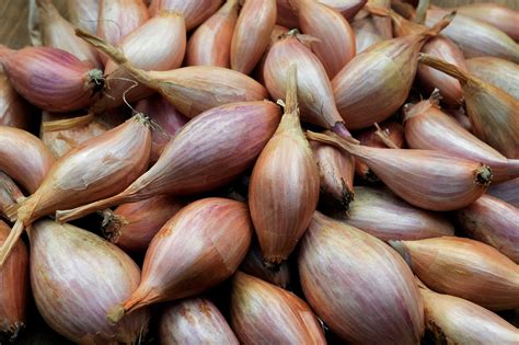 Shallots: Step-by-Step Grow Guide - gardenersworld.com