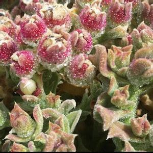 Crystalline Succulent Seeds 20 Mesembryanthemum Crystallinum Seeds 20 ...