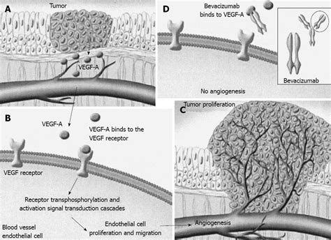 Avastin Mechanism Of Action