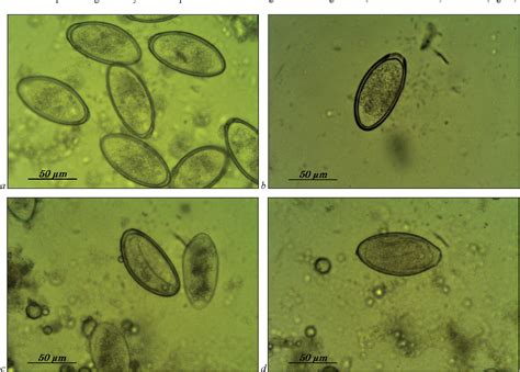 Figure 1 from Biosystems Diversity | Semantic Scholar