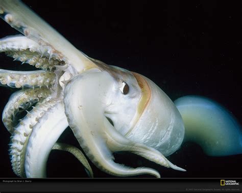 Ancient Legendary Giant Squid - One Of The Most Extraordinary Animals ...