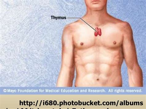 Thymus gland ppt.