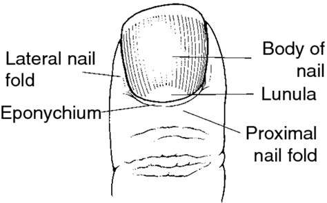 Unguis | definition of unguis by Medical dictionary