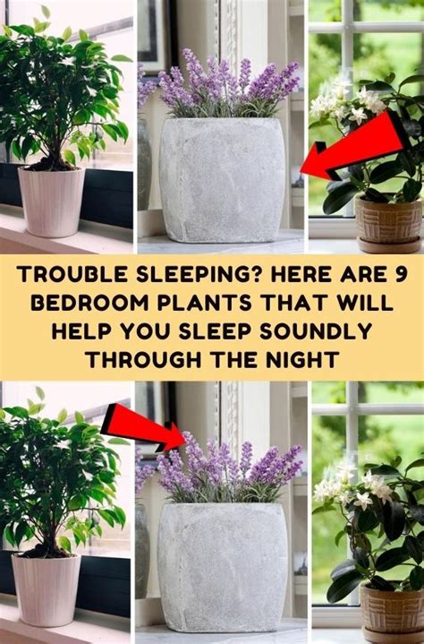 Trouble sleeping here are 9 bedroom plants that will help you sleep ...