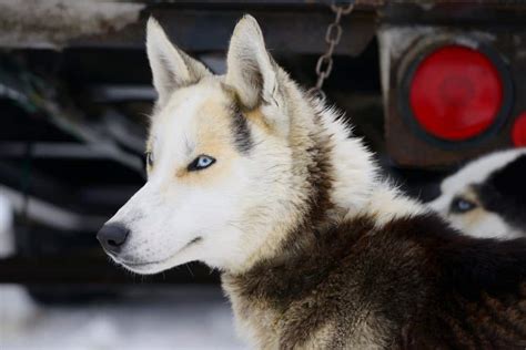 9 Native Canadian Dog Breeds (All Dogs of Canada)