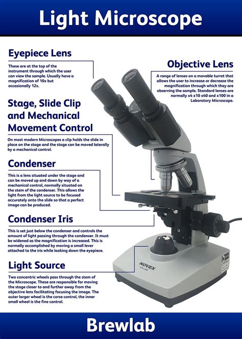 Overview of a Light Microscope - Brewlab