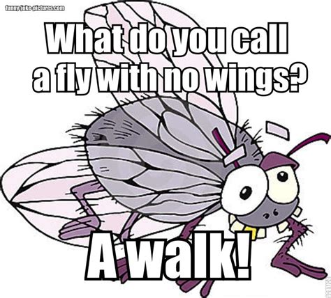 Fly Without Wings Pun ~ Funny Joke Pictures