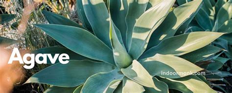 Agave: Plant Care & Growing Guide - Indoor Monk