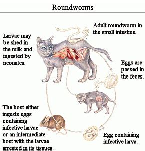 How Easy Is It To Get Roundworms From A Cat - Cat Lovster