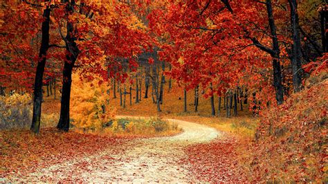 Autumn, Trees, Forest, 4K, 3840x2160, #22 Wallpaper PC Desktop