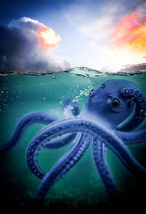 Octopus Underwater Sea - Free image on Pixabay