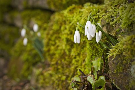Wall Lamps | Snowdrops at Kingston Lacy. Taken with an off c… | Flickr