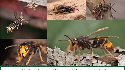 Invasive yellow-legged hornet discovered for first time in US | KJZZ