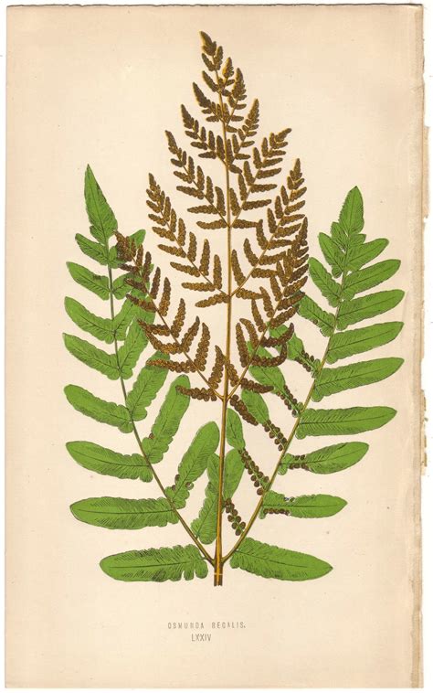 1872 Antique FERN Illustration