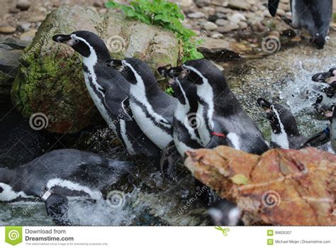 Humboldt penguin stock image. Image of looking, cold - 99605307