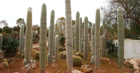 Old Man Cactus Care - Growing Cephalocereus Senilis [HOW TO]