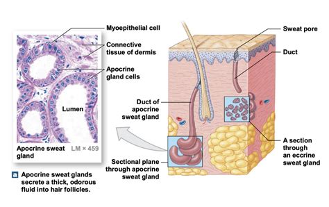 Sweat gland diagram Diagram | Quizlet