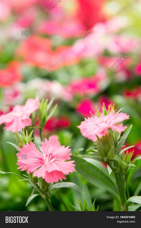 Dianthus Flower Flower Image & Photo (Free Trial) | Bigstock