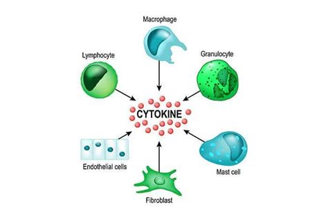 What are Cytokines, and what role do they play in health and disease | HHC
