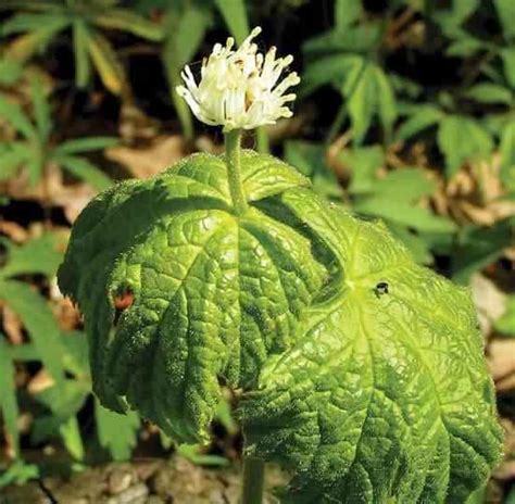 Goldenseal Herb Rare, But Can Be Cultivated for Profit and Health | Goldenseal, Medicinal plants ...