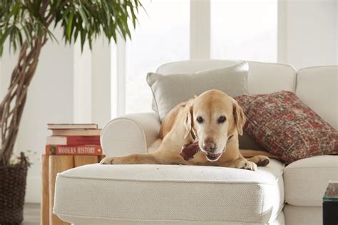 Best Pet Friendly Fabrics - Home Envy Furnishings