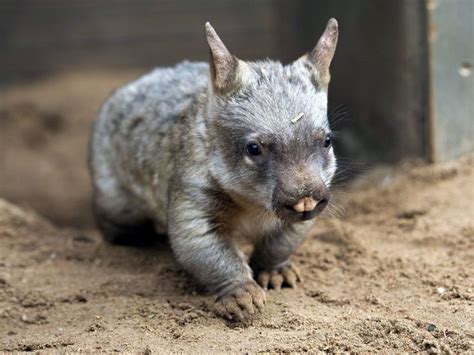 baby wombat http://ift.tt/2eg0cLn | Baby wombat, Wombat, Cute