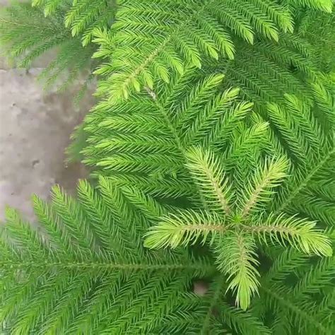 Araucaria Plant - Nestreeo.com