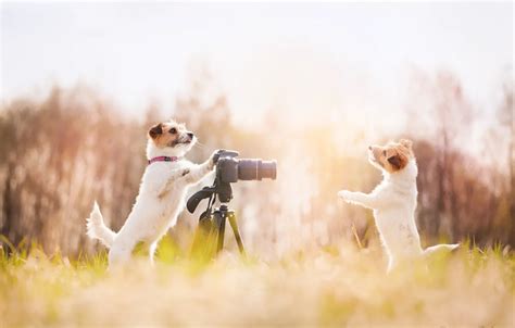 25 Dog Photography Tips & Ideas