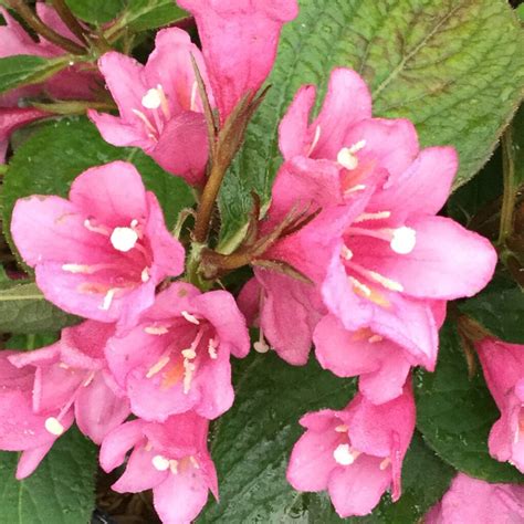 MIDNIGHT SUN™ Weigela - Garden Crossings