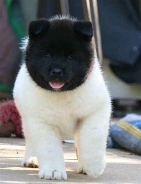 Blackface American Akita puppy | Собака породы акита, Домашние собаки ...