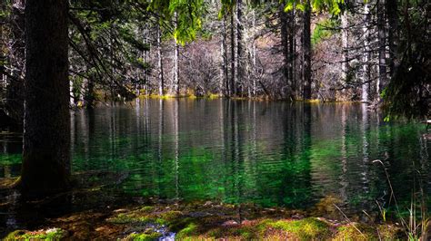 Forest With Lake Moss And Trees 4K 8K HD Nature Wallpapers | HD ...