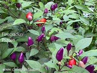 ChilePlants.com - FIRECRACKER PIQUIN - Live Chile/Pepper Plant